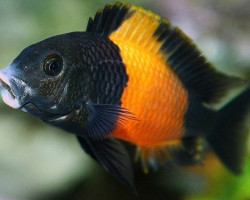 Tropheus Moorii Or.I+T Orange Ii 6,5-7,5