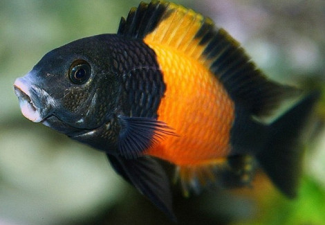 Tropheus Moorii Or.I+T Orange Ii 6,5-7,5