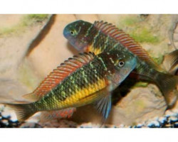 Tropheus Moorii Red Rainbow Kambwimba 3-4Cm