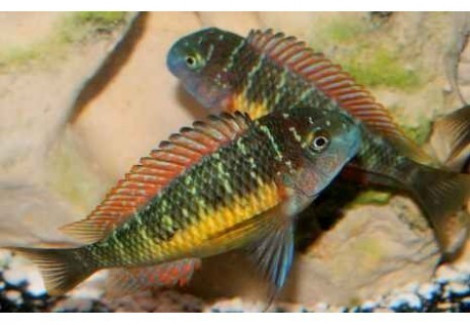 Tropheus Moorii Red Rainbow Kambwimba 3-4Cm