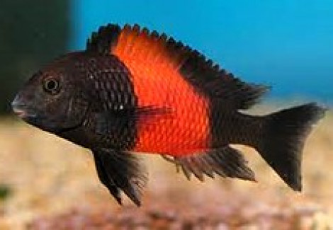 Tropheus Sp. Black Bemba Red 3-3,5