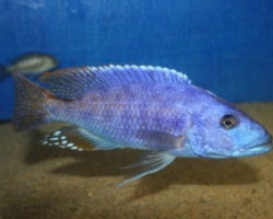 Tyrranochromis Nigriventer 5-6