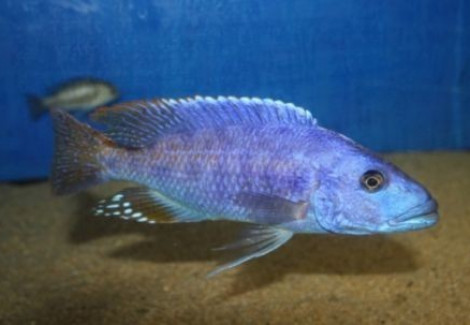 Tyrranochromis Nigriventer 5-6