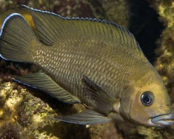 Variabilichromis/Lamprologus Moorii 3,5-4 Cm