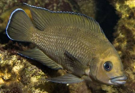 Variabilichromis/Lamprologus Moorii 3,5-4 Cm