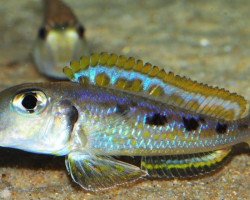 Xenotilapia Ochrogenys 4Cm