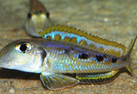 Xenotilapia Ochrogenys 4Cm