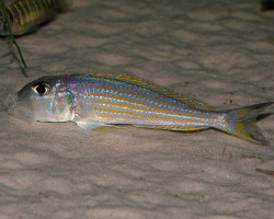 Xenotilapia Ochrogenys Karilani 3-4Cm