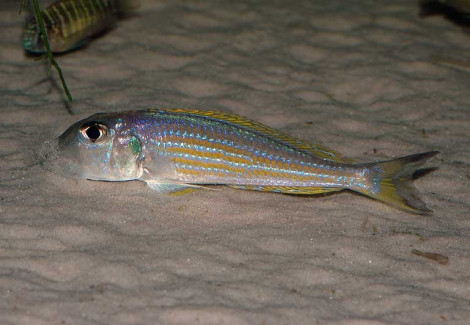 Xenotilapia Ochrogenys Karilani 3-4Cm