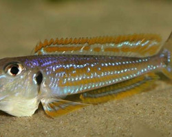 Xenotilapia Ochrogenys Kigoma 4-5Cm