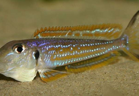 Xenotilapia Ochrogenys Kigoma 4-5Cm