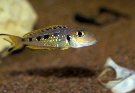 Xenotilapia Ochrogenys Ndole 5-6