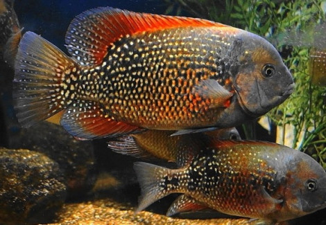 Tomocichla Asfraci L