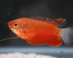 Colisa Labiosa Red M