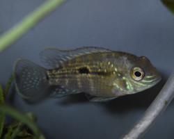 Aequidens Rivulatus Goldseam S/M