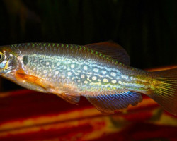 Danio Dangila L