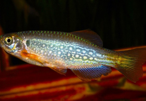 Danio Dangila L