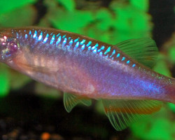 Danio Roseus L