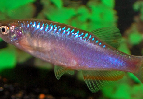 Danio Roseus L