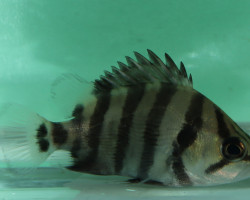 Datnioides Quadrifasciatus M/L