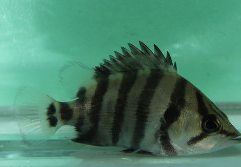 Datnioides Quadrifasciatus M/L