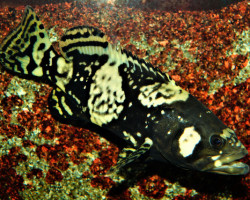 Epinephelus Lanceolatus S