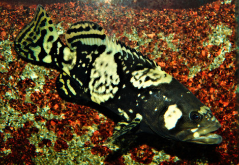 Epinephelus Lanceolatus S