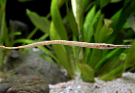 Doryichthys/Microphis Brachyurus M