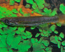 Epiplatys Chevalieri Moke Mabili M