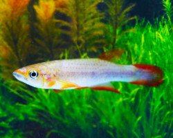 Epiplatys Lamottei L