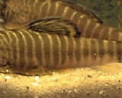 Gastr./Pseudogastromyzon Fasciatus L