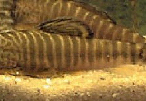 Gastr./Pseudogastromyzon Fasciatus L