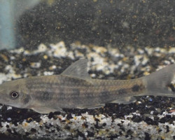 Garra Spilota L