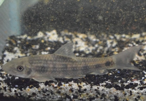 Garra Spilota L