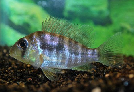 Gymnogeophagus Balzanii S