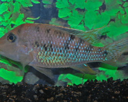 Geophagus Steindachneri S