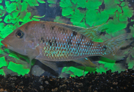 Geophagus Steindachneri S