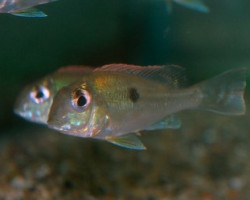 Geophagus Sveni S/M