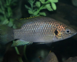 Hemichromis Sp. Guinea Ii M