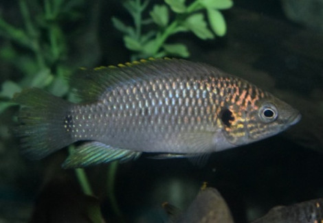 Hemichromis Sp. Guinea Ii M