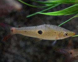 Pseudanos Trimaculatus M