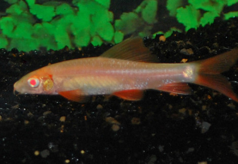 Epalzeorhynchos Frenatus Albino S/M