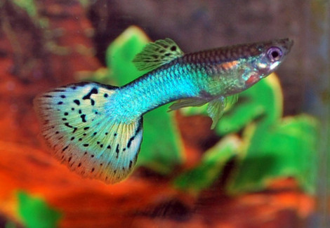 Guppy Blue Glass Maschio M