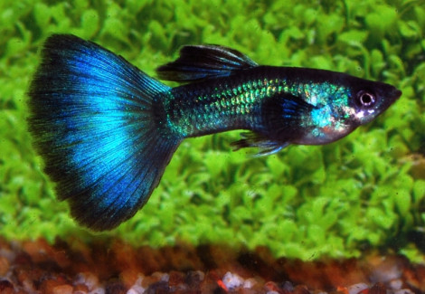 Guppy Turquoise Maschio M