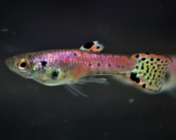 Guppy Endler Tiger Neon Red Coppia (Prezzo Per Singolo Pesce) M