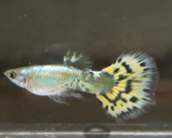 Poec.Ret. Mosaic Yellow Maschio M