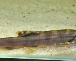 Leptobotia Elongata M (15Cm)