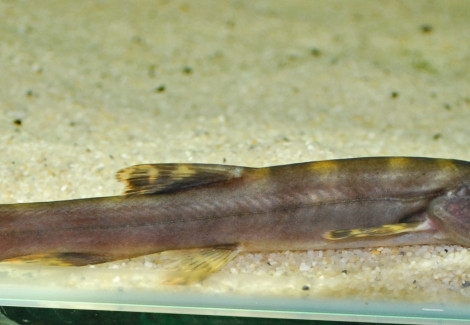 Leptobotia Elongata M (15Cm)