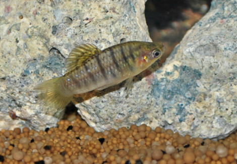 Limia Nigrofasciata M