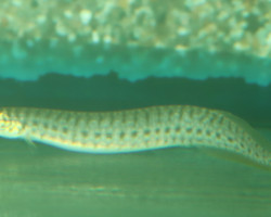 Macrognathus Maculatus S